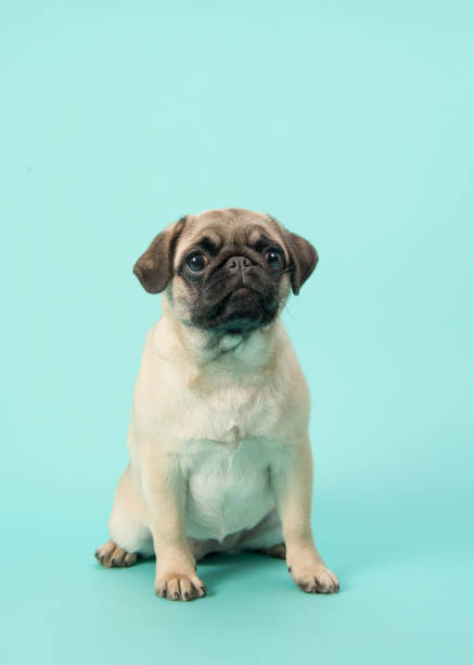 istock Cute sitting young pug dog looking at the camera on a blue background 1267337656
