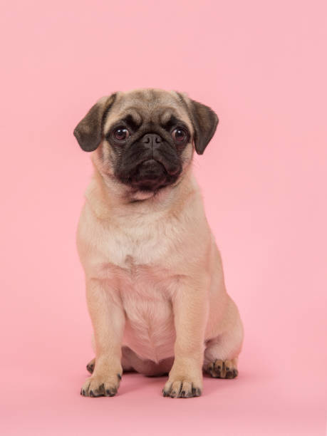 istock Cute young sitting pug dog  looking at the camera on a pink background 1267337660