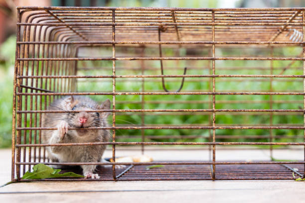 istock Closeup of rat mouse caught in rat trap cage 1267337801