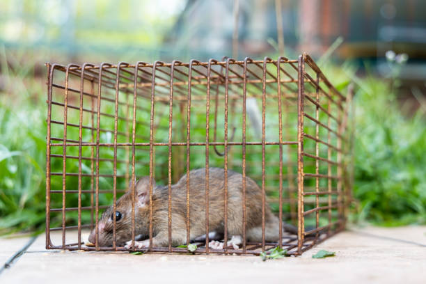 istock Closeup of rat mouse caught in rat trap cage 1267337880