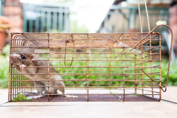 istock Closeup of rat mouse caught in rat trap cage 1267337905