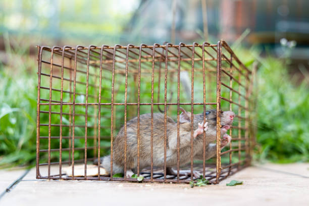 istock Closeup of rat mouse caught in rat trap cage 1267337938