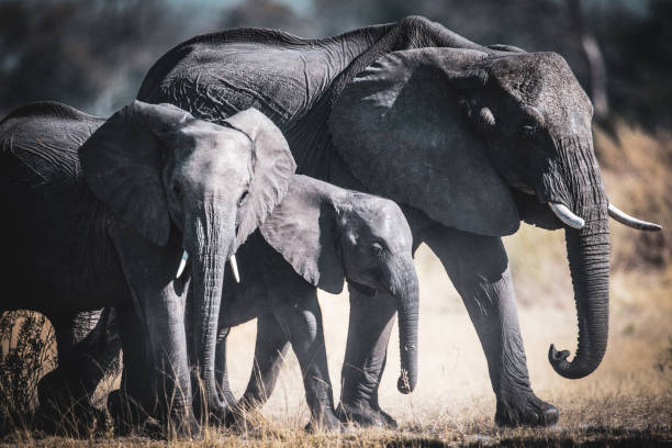 bebê elefante andando entre os membros da família - safari animals elephant rear end animal nose - fotografias e filmes do acervo