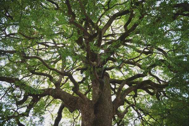 istock oak forest wood tree season 1267338500