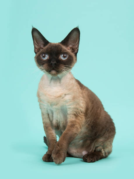 istock Pretty sitting seal point devon rex cat with blue eyes on a turquoise blue background 1267338511