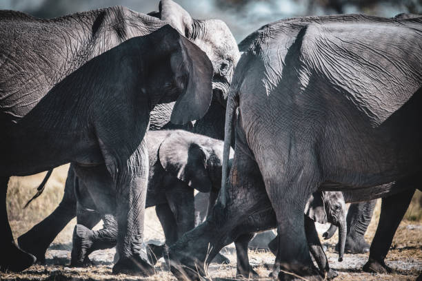 bebê elefante andando entre os membros da família - safari animals elephant rear end animal nose - fotografias e filmes do acervo