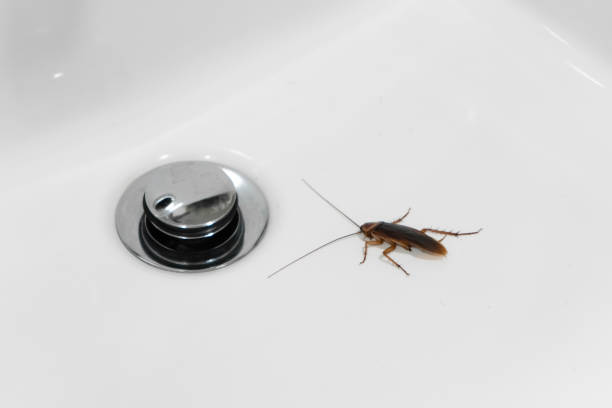 istock Cockroach in the bathroom on the sink. The problem with insects. 1267338570