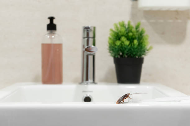 istock Cockroach in the bathroom on the sink. The problem with insects. 1267338607