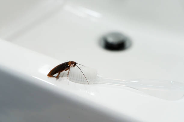 istock Cockroach in the bathroom on the sink. The problem with insects. 1267338657