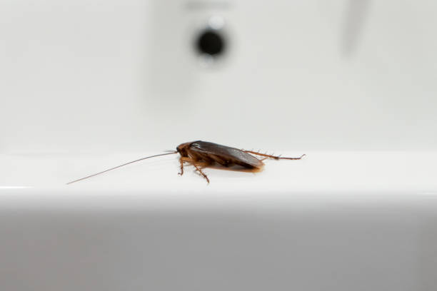 istock Cockroach in the bathroom on the sink. The problem with insects. 1267338676