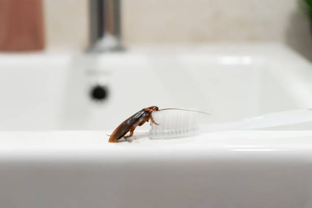 istock Cockroach in the bathroom on the sink. The problem with insects. 1267338707