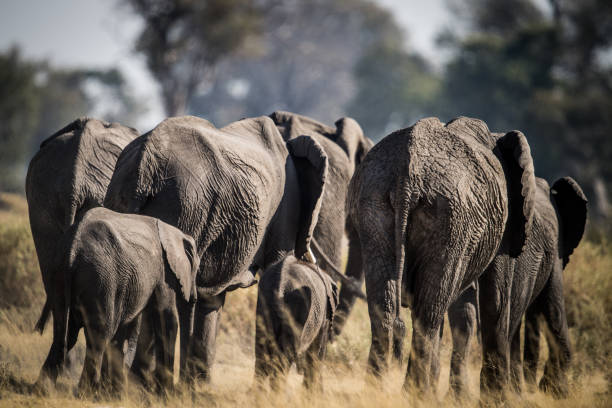 istock Baby Elephant Walking Among The Family Members 1267338708