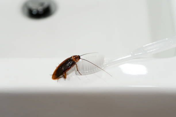 istock Cockroach in the bathroom on the sink. The problem with insects. 1267338716