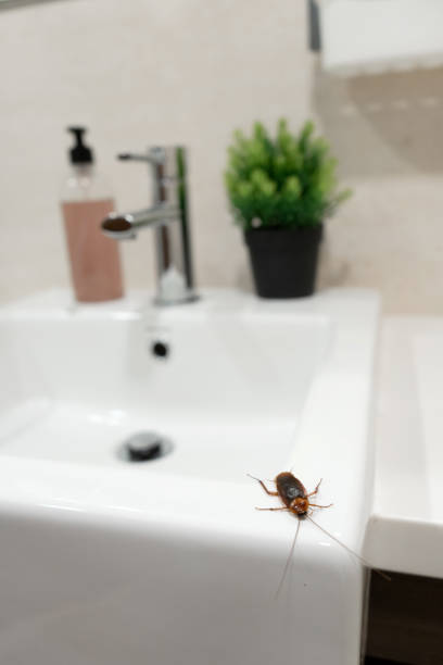 istock Cockroach in the bathroom on the sink. The problem with insects. 1267338747