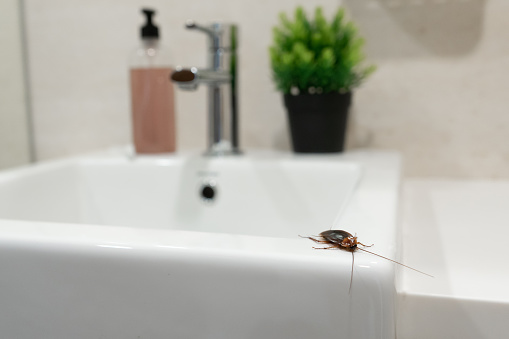 Cucaracha en el baño en el lavabo. El problema con los insectos. photo