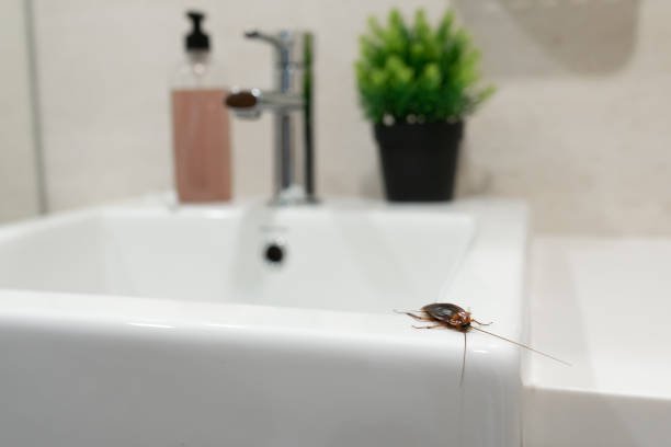 Cockroach in the bathroom on the sink. The problem with insects. Cockroach in the bathroom on the sink. The problem with insects infestation photos stock pictures, royalty-free photos & images