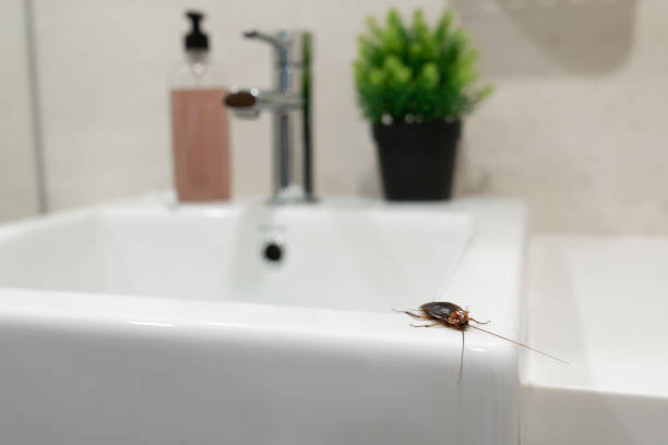 Cockroach in the bathroom on the sink. The problem with insects. Cockroach in the bathroom on the sink. The problem with insects arthropod stock pictures, royalty-free photos & images