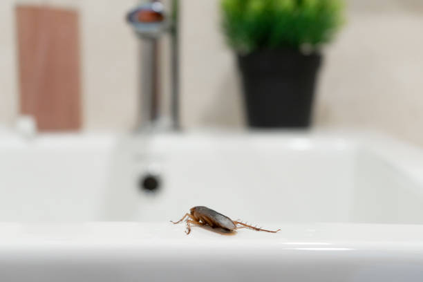 istock Cockroach in the bathroom on the sink. The problem with insects 1267338783