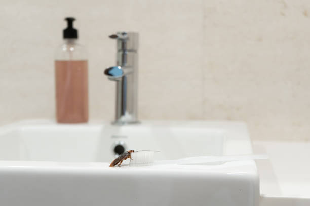 istock Cockroach in the bathroom on the sink. The problem with insects 1267338817
