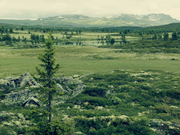 istock Landscape in countryside 1267338861