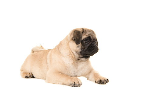 A purebred cute funny friendly pug lies on a white background and looks into the camera expressively and with interest.