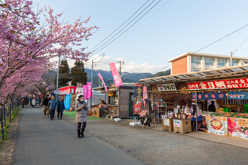 People at the Kawazu Cherry Blossom Festival in Shizuoka, Japan. It celebrates the earliest blooming cherry trees in eastern Japan. Many street vendors with games and selling Japanese festival food.