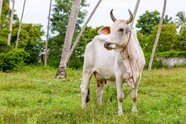 istock Cow live in garden 1267340679