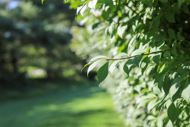 istock A close up image of a tree branch in a park 1267340793