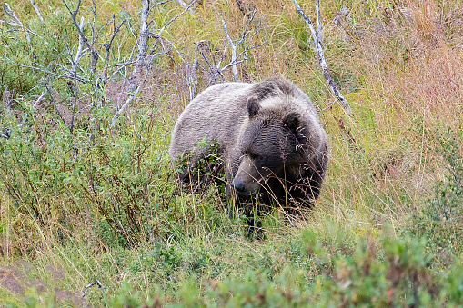 Brown grizzly bear roaming though Denali wilderness