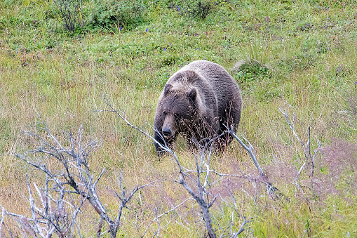 Brown grizzly bear looking for favorite food in Denali park