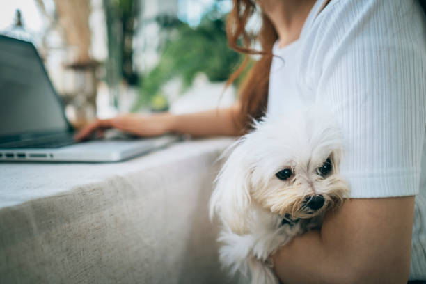 istock Working at home with puppy 1267342516