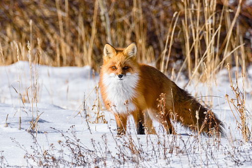 A Red fox (Vulpes vulpes) pauses to evaluate threats as she crosses a snow covered  meadow in the high country of the Rocky Mountains.