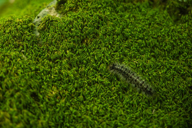 Close up of Catepillar on Mossy Stone