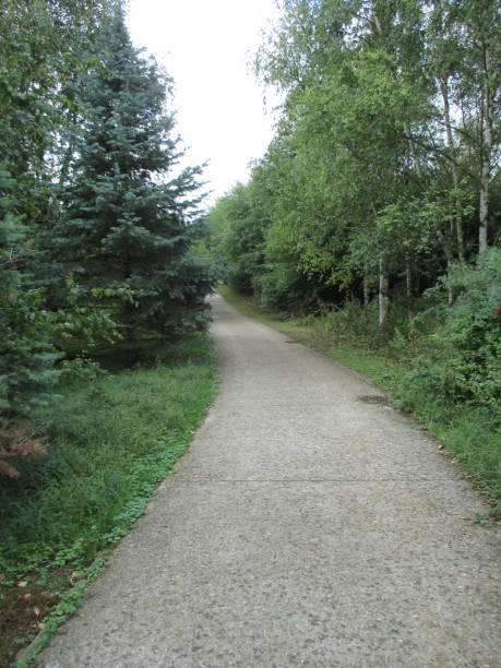 istock Tree-lined hiking trail  Summer season 1267342871