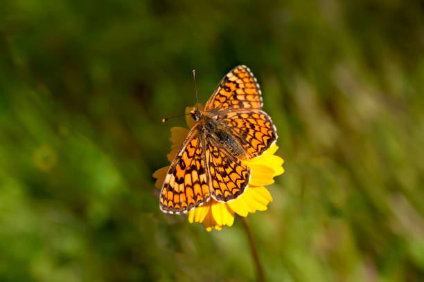 istock A pretty butterfly perched on a yellow daisy in the spring. 1267343045