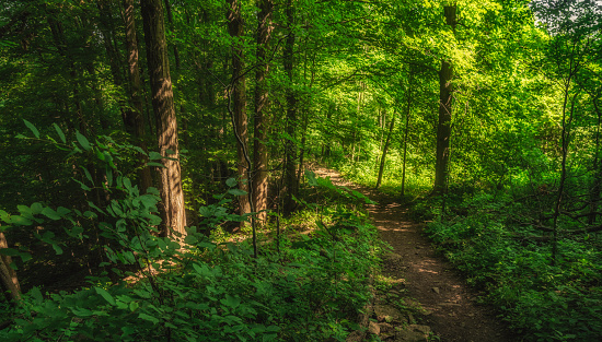 Bruce Trail - Footpath in Forested Area