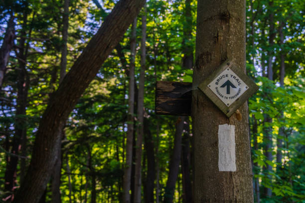 istock Bruce Trail Sign on Tree along the Trail 1267344021