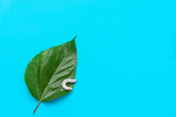 Closeup of a leaf