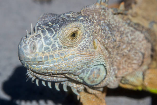 istock Wild Iguanas, Puerto Vallarta, Mexico 1267345095