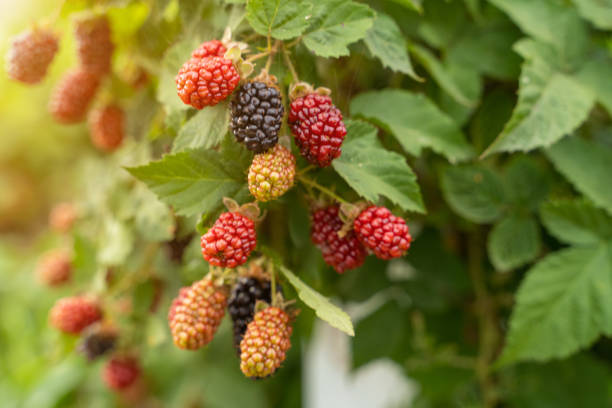 istock Summer season blackberry species bush. 1267345140