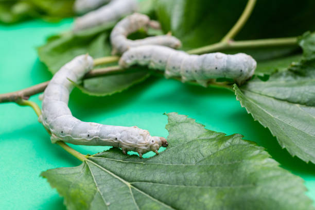 istock Group of silkworms eating mulberry leaves 1267345421