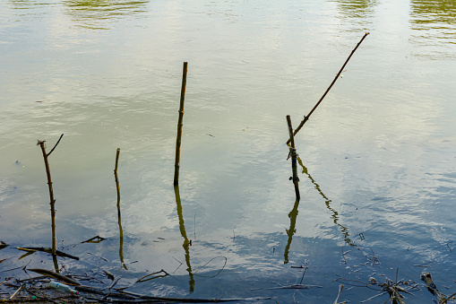 Wooden stakes stubbed into the shallow water, improvised dock, place for docking fishing boats on shore.