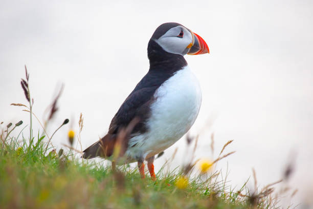 istock paffin bird on the grass in Iceland 1267346380
