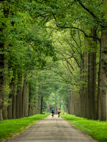 Rear view on two cyclists cycling on treelined footpath through forest. Location: Gelderland, The Netherlands