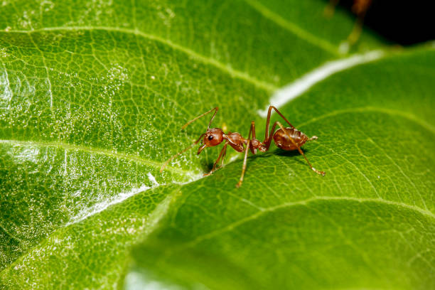 istock Close up red ant on green leaf in nature at thailand 1267346571