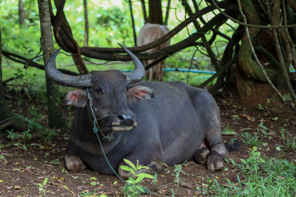 istock The buffalo is rest under the tree at garden in thailand 1267346600