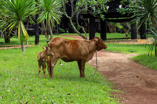 a vaca vermelha da família fica na graden na tailândia - calf cow mother animal - fotografias e filmes do acervo