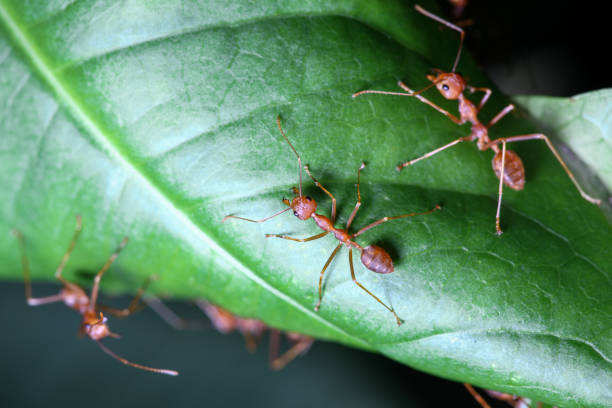 istock Close up red ant on green leaf in nature at thailand 1267346888