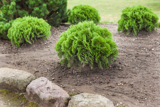 istock Coniferous trees in gardening 1267347011