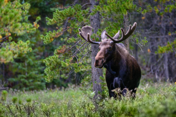 älg (alces alces) - moose bildbanksfoton och bilder